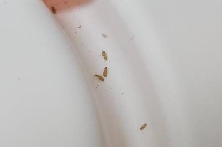 먼지다듬이 원인, 알고 나면 놀라는 집안 벌레의 진실!