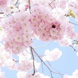 벚꽃 명소, 2026년 미리 잡아야 할 숨은 보석들