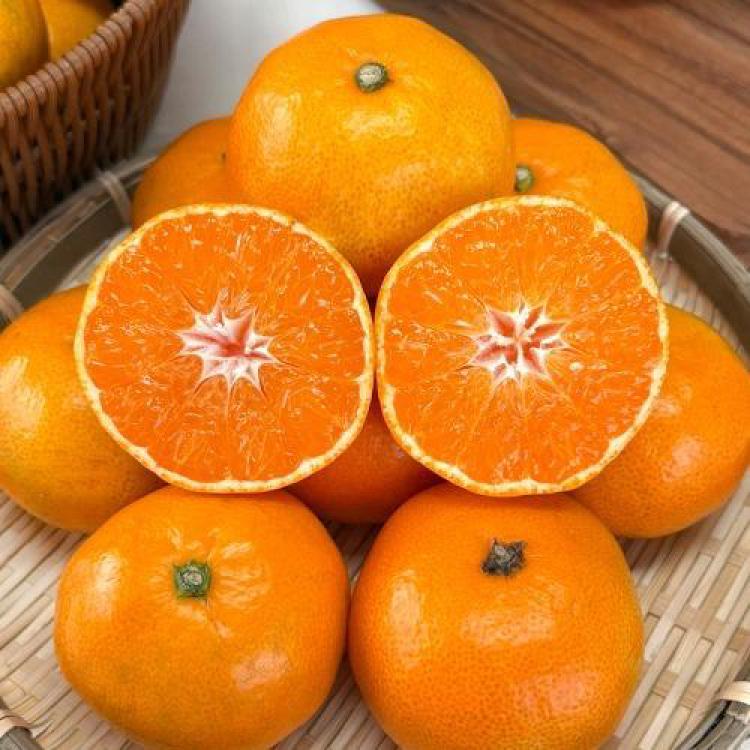 천혜향 레드향 황금향 시기, 지금 사면 후회할까? 제철 타이밍 공개