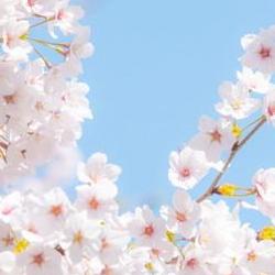 벚꽃 개화시기 언제? 2026년 일주일 빨라진 충격!