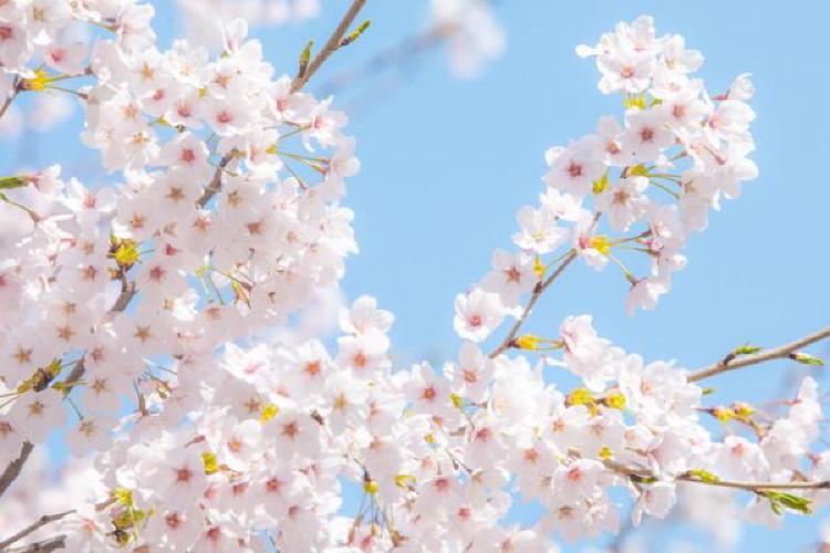 벚꽃 개화시기 언제? 2026년 일주일 빨라진 충격!