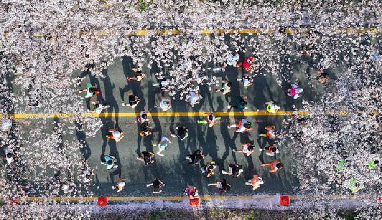 대전 벚꽃 마라톤, 40분 만에 완판된 충격 속도전 실화냐