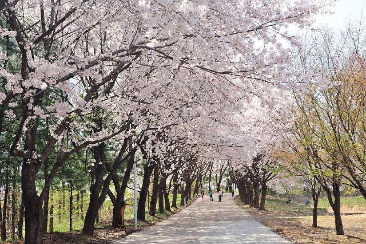 대전 벚꽃 명소, KAIST 터널이 왜 미쳤는지 아냐?