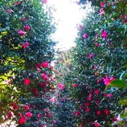 동백나무 월동 방법, 작년 실패 탈출! 중부 한파 생존기