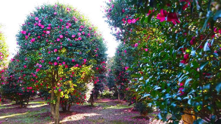 동백나무 월동 방법, 작년 실패 탈출! 중부 한파 생존기