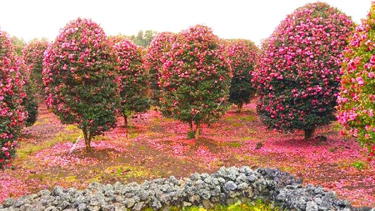동백나무 월동 온도, 영하 15도 갔는데 꽃 다 떨궜어요