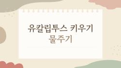 유칼립투스 키우기 물주기, 매일 주면 왜 더 빨리 망가질까
