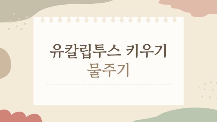 유칼립투스 키우기 물주기