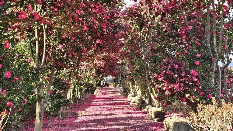 2월 제주도 가볼만한곳 추천, 동백 터널에 반할 당신만의 힐링 루트