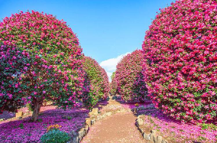 2월 제주도 여행코스, 겨울 동백꽃이 미쳤어!