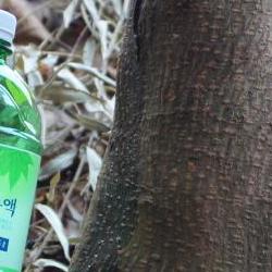 고로쇠효능 채취, 뼈가 녹는다고? 2026 최신 충격 효과 대공개