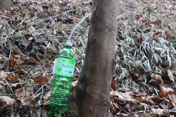 고로쇠효능 채취
