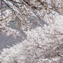 광주 벚꽃 개화, 올해 진짜 언제 터질까? 미리 보는 핑크 폭발