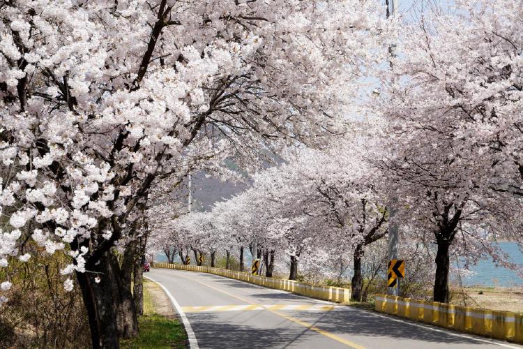 광주 벚꽃 개화, 올해 진짜 언제 터질까? 미리 보는 핑크 폭발