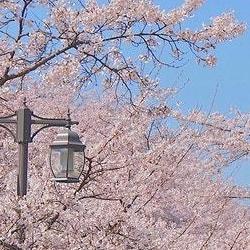 광주 벚꽃축제, 올해 만개 타이밍 놓치면 후회할걸?