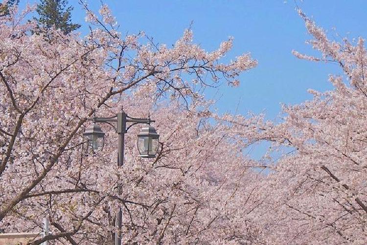 광주 벚꽃축제, 올해 만개 타이밍 놓치면 후회할걸?