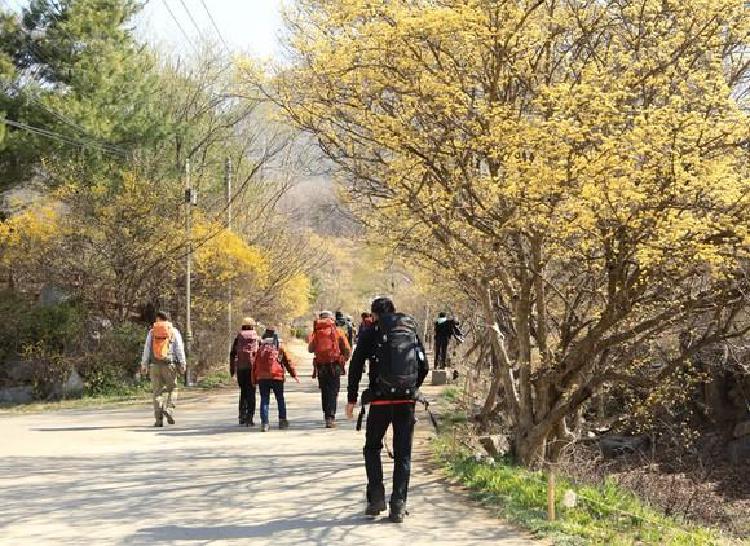 이천 산수유축제 주차장 꿀팁, 셔틀로 10분만에 도착 비법