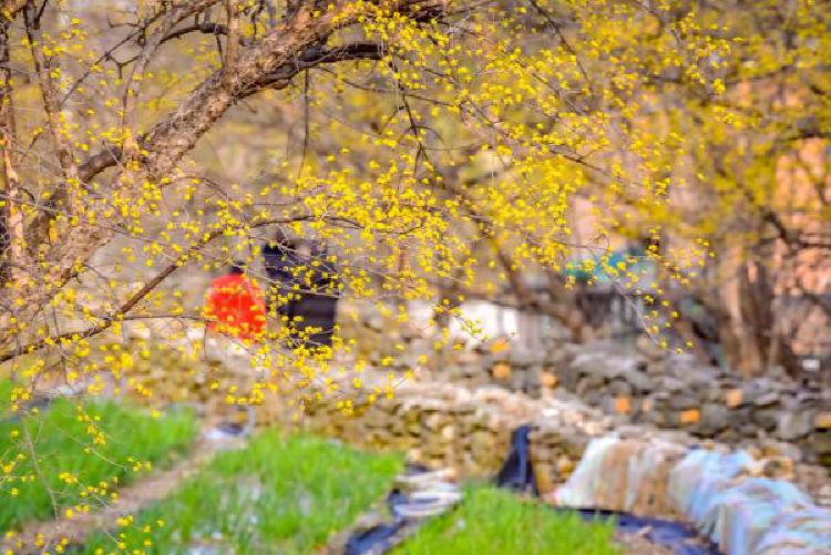 이천산수유축제날짜, 올해 꽃 피는 날 언제일까 봄나들이 대박 정보