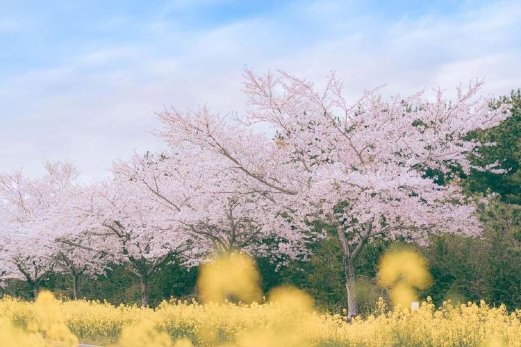 제주도 벚꽃