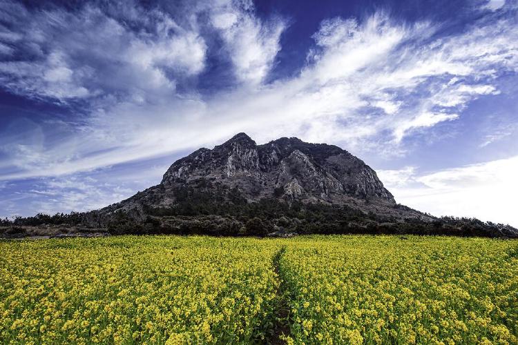 제주도 유채꽃밭 위치 완벽 가이드, 평일 아침 가면 사람 제로