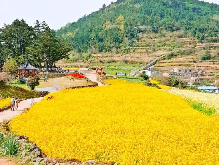제주도 유채꽃밭 시기 알려드림, 놓치면 후회하는 골든타임은 언제?