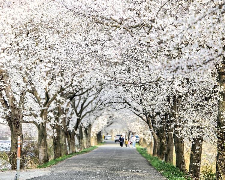전주 벚꽃 개화 언제쯤? 올해 평년보다 일주일 빨라요