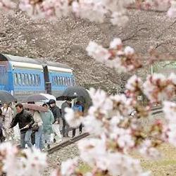 진해군항제 일정, 주말 인파 피하는 비밀 타이밍 대공개