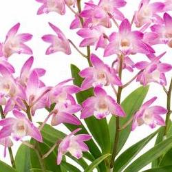 긴기아난 키우기 적정온도, 겨울 5도만 유지하니 꽃 폭발해요!