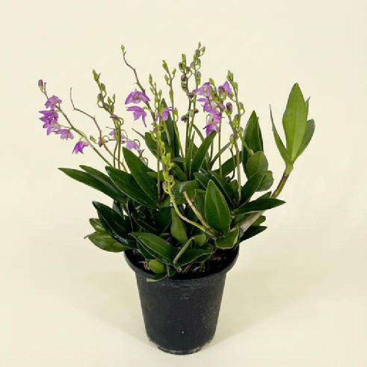 긴기아난 키우기 물주기 실패? 가을 물 끊기로 연 2회 개화 성공