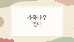 가죽나무 열매 먹어도 돼? 독성 충격 진실