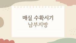 매실 수확시기 남부지방, 가뭄 때문에 올해 진짜 일찍 끝난다고?