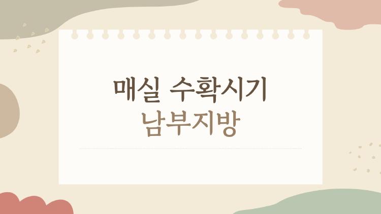 매실 수확시기 남부지방, 가뭄 때문에 올해 진짜 일찍 끝난다고?
