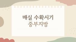 매실 수확시기 중부지방, 이때가 적기? 6월 초를 놓치면 후회할 수 있다