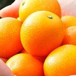 낑깡 제철 시기, 2월에 안 사면 후회하는 이유