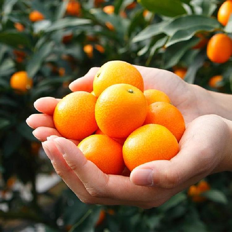 낑깡 제철 시기, 2월에 안 사면 후회하는 이유