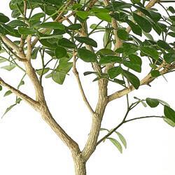 오렌지자스민 키우기 방법, 초보자도 꽃 폭발 나게 하는 비밀