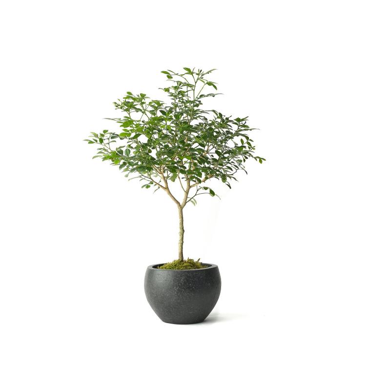 오렌지자스민 키우기 방법, 초보자도 꽃 폭발 나게 하는 비밀