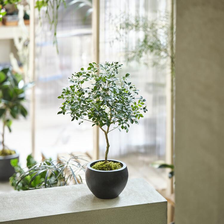 오렌지자스민 키우기 물, 겨울에 딱 이 방법으로 꽃 폭발