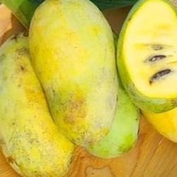 포포나무 열매 효능, 한국서 대박난 항암 과일 충격 진실!