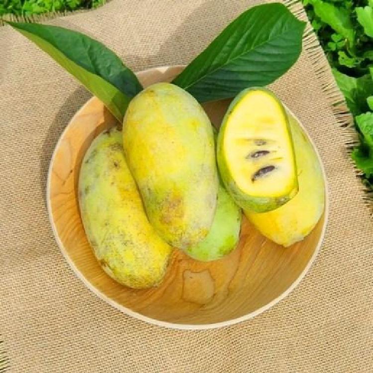 포포나무 열매 효능, 한국서 대박난 항암 과일 충격 진실!