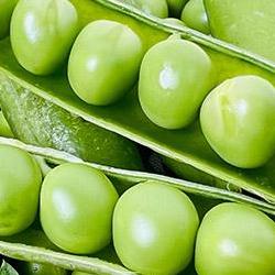 완두콩심는시기방법, 올해 2월 심으면 장마前 대풍작?