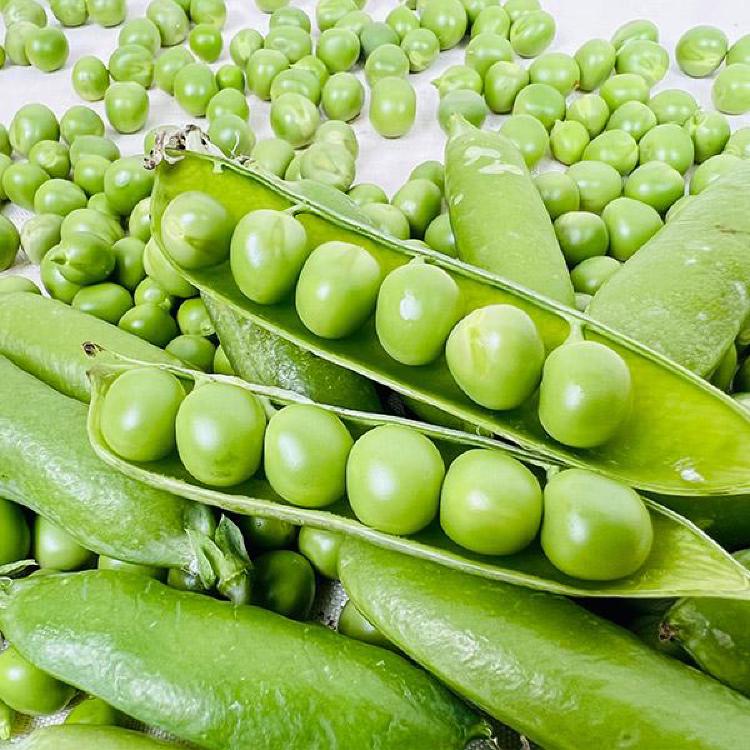 완두콩심는시기방법, 올해 2월 심으면 장마前 대풍작?