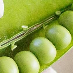 완두콩심는시기와재배방법, 인천 텃밭에서 대박 수확 비법 공개!