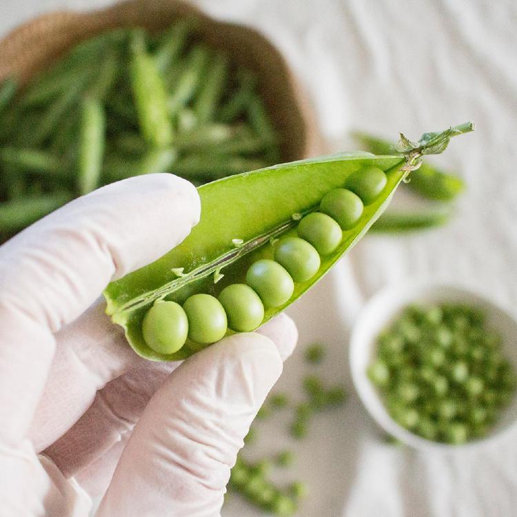 완두콩심는시기와재배방법, 인천 텃밭에서 대박 수확 비법 공개!