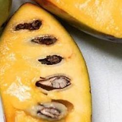 포포나무 열매 먹는 방법, 후숙비법 공개하고 싶지 않은 이유