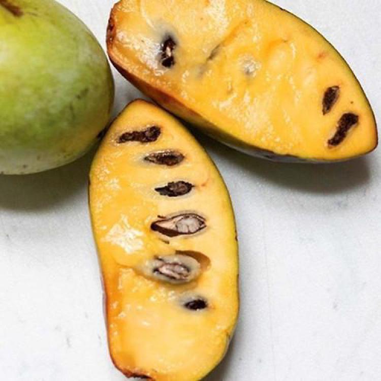 포포나무 열매 먹는 방법, 후숙비법 공개하고 싶지 않은 이유