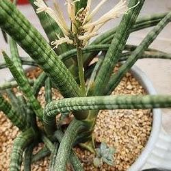 스투키 꽃 피는 시기, 내 화분 왜 안 피는지 충격 진실