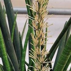 스투키 꽃 가격, 초보가 5천원에 산 게 10만 원급 된 사연