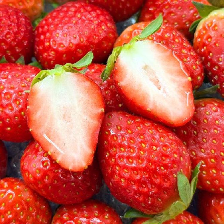 설향딸기 당도, 13도 넘는 비밀은 뭘까?