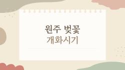 원주 벚꽃 개화시기 미리 알면 후회없는 봄 여행